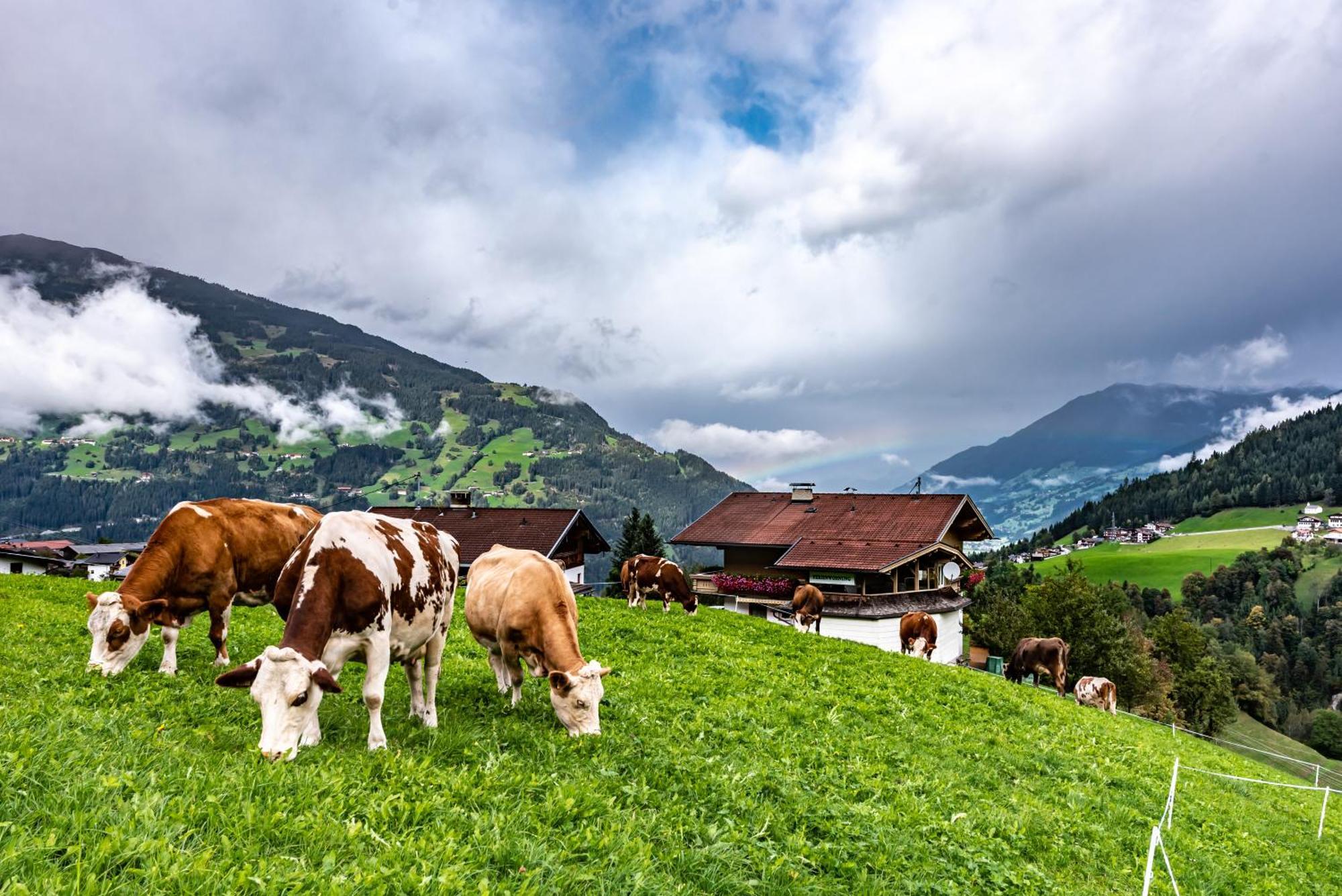 Ferienwohnung Ausblick Zillertal Hainzenberg Exteriér fotografie