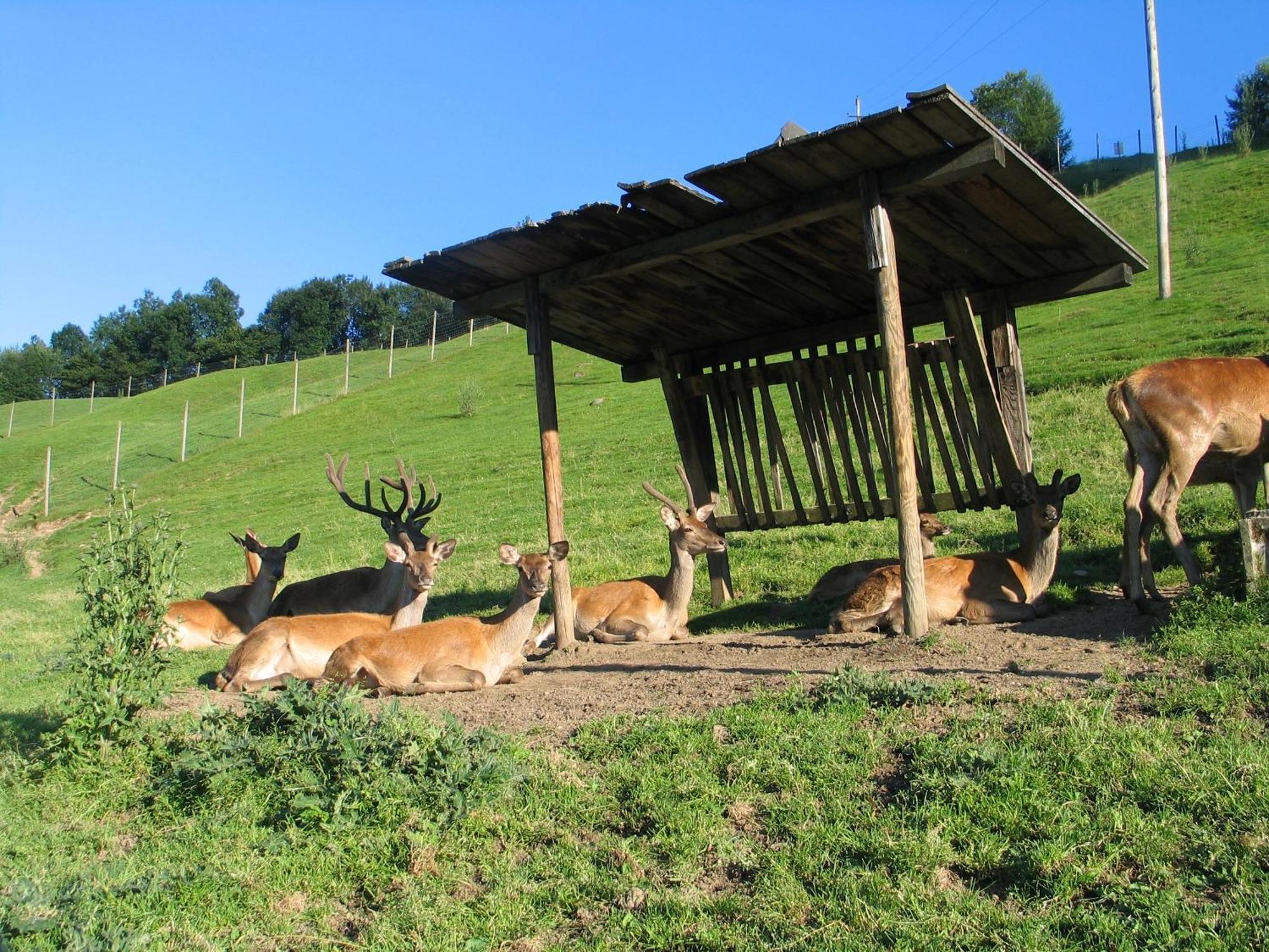 Ferienwohnung Ausblick Zillertal Hainzenberg Exteriér fotografie